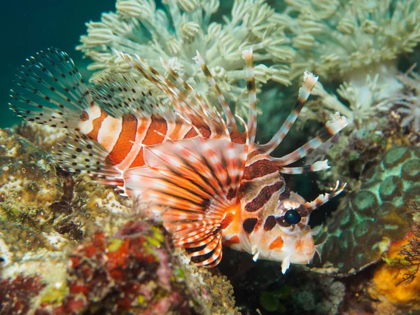 Peixe leão com coral — Fotografia de Stock