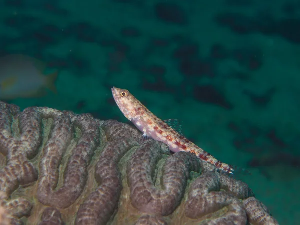 Peixe no coral — Fotografia de Stock