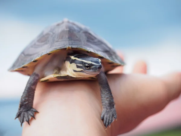 Boks skildpadde på hånden - Stock-foto