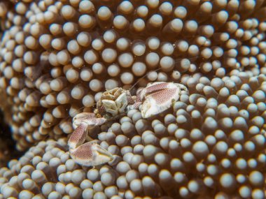 Porselen Yengeç deniz Anemono üzerinde