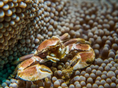 Porselen Yengeç deniz Anemono üzerinde