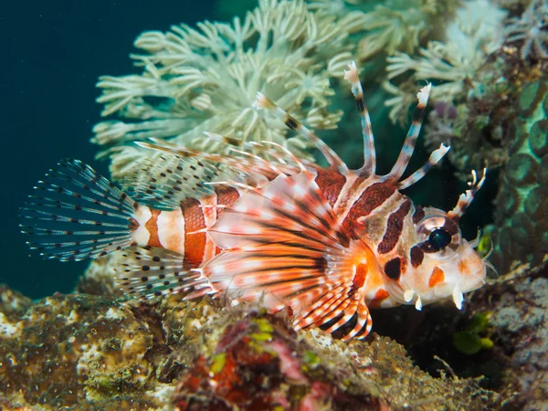 Peixe leão com coral — Fotografia de Stock
