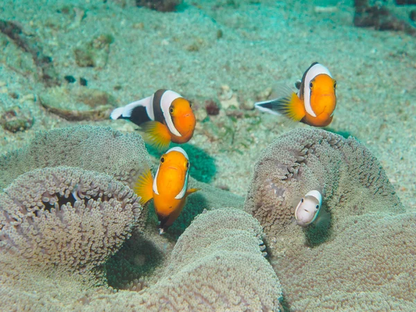 Anemoe fish in the sea anemone — Stock Photo, Image