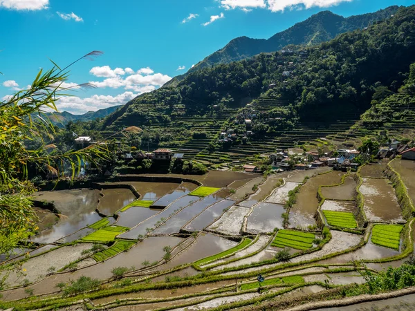 Terrazas de arroz por lotes en las Filipinas — Foto de Stock