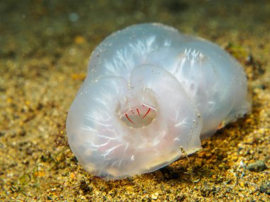 Melibe leonina undewater