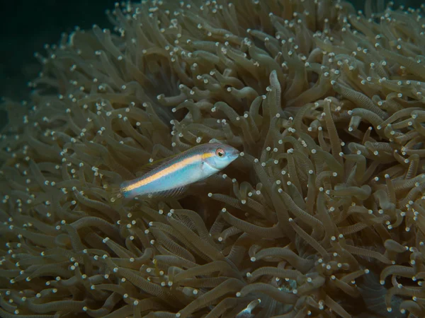 Poisson de gobie avec anémone de mer — Photo