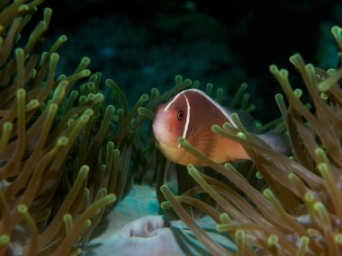 Deniz anemon anemon balık