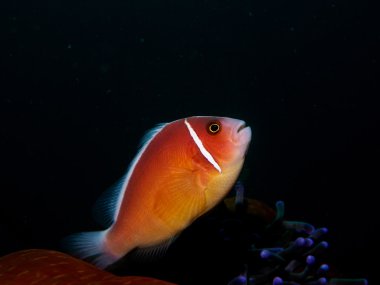 Deniz anemon anemon balık