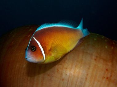 Deniz anemon anemon balık