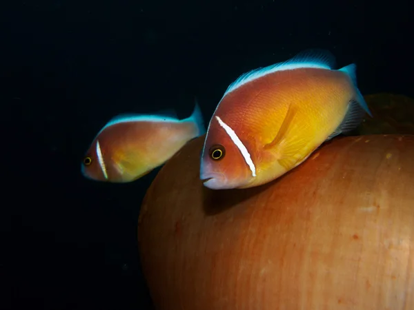 Peixe anêmona com anêmona marinha — Fotografia de Stock