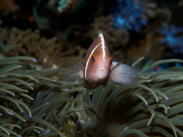 Anemone fish with Sea Anemone