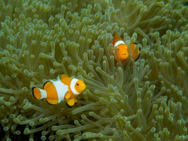 Deniz anemon anemon balık