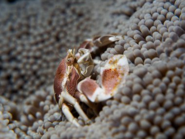 Deniz Anemone porselen Yengeç
