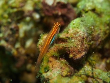 Mercan kaya balığı balık