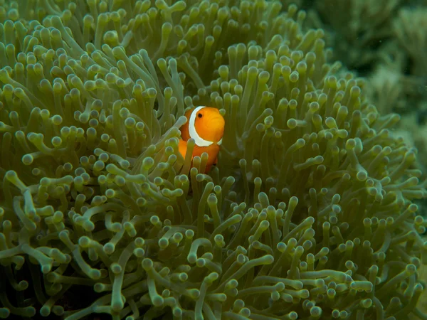 Pesce anemone con anemone marino — Foto Stock