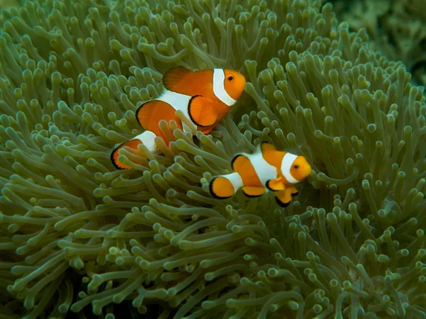 Pesce anemone con anemone marino — Foto Stock