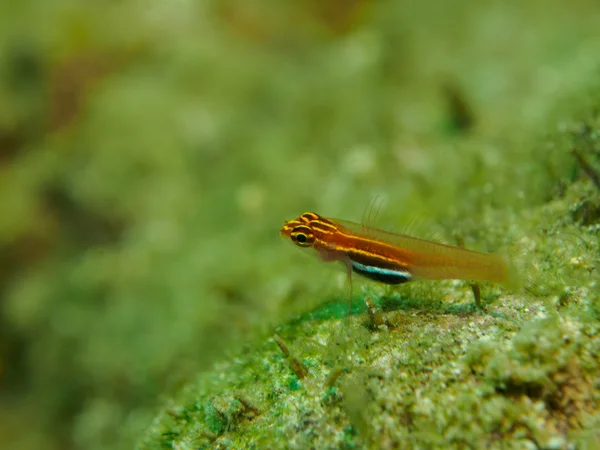 Коралловая рыба — стоковое фото
