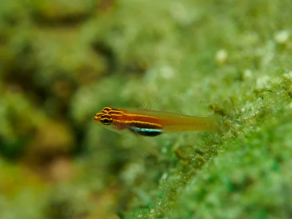 Pez gobio en el Coral — Foto de Stock