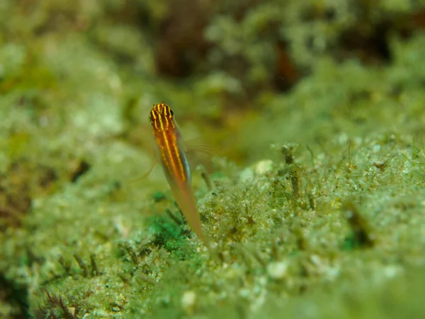 Goby vis op het koraal — Stockfoto