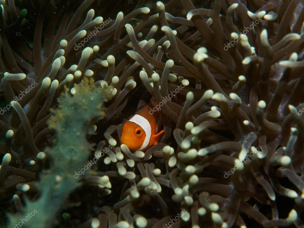 イソギンチャクとクマノミ ストック写真 C Bugking イソギンチャクとクマノミ ストック写真 C Bugking