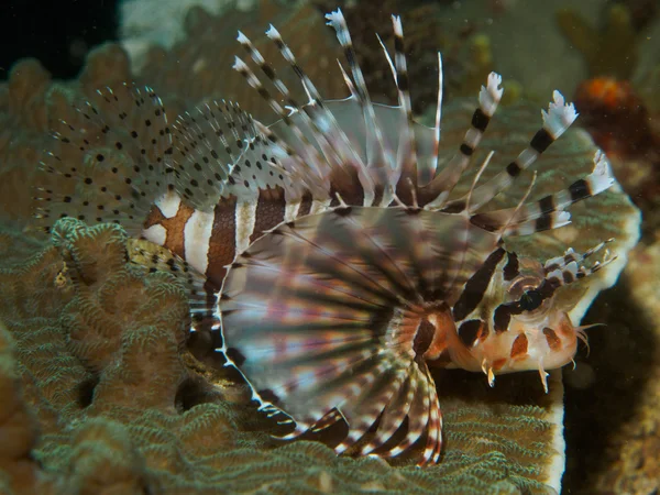 サンゴのミノカサゴ — ストック写真