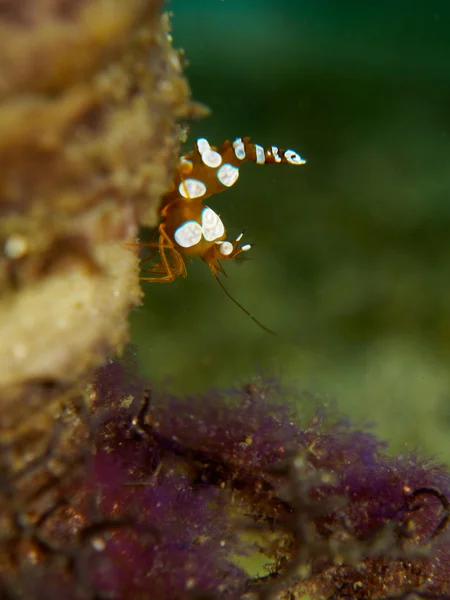 Shrimp on the sea anemone — Stock Photo, Image