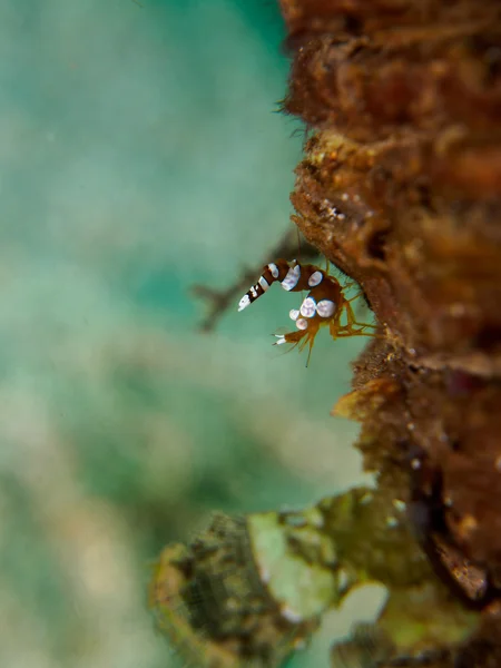 Crevettes sur l'anémone de mer — Photo