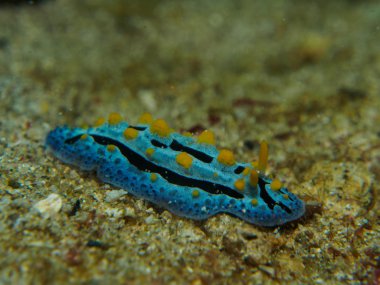 kum üzerinde mavi omurgasızını