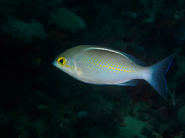 swimming Goby fish at under sea