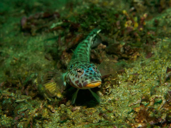 Pesce gobbo sulla roccia — Foto Stock