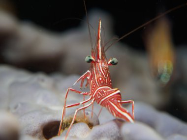 mercan üzerinde menteşe arka karides