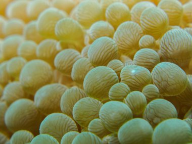 Deniz altında içinde deniz anemone paterni