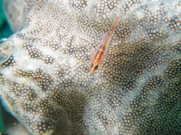 Pesce di Goby sul Corallo — Foto Stock