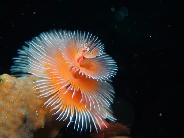 Spirobranchus giganteus, широко известный как рождественские черви — стоковое фото