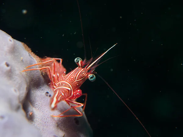 Dobradiça de volta camarão no coral — Fotografia de Stock