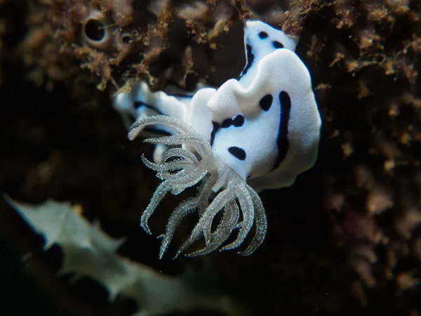 nudibranch at the coral , under the sea