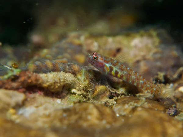 Риба Гобі на трійці коралів — стокове фото