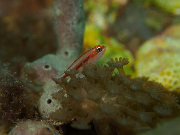 Pez gobio en el coral — Foto de Stock