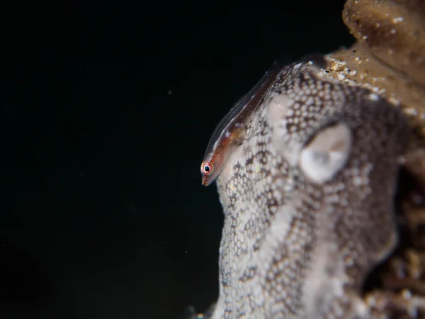 Pez gobio en el coral — Foto de Stock