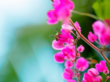 Bal arısı ile çiçek