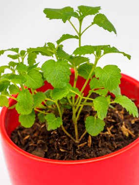 Biber nane kırmızı saksının içinde