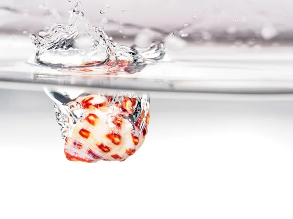 Coquille de mer tomber dans l'eau — Photo