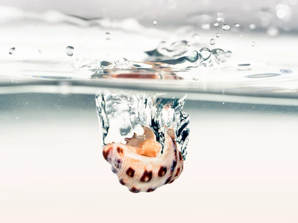 Coquille de mer tomber dans l'eau — Photo