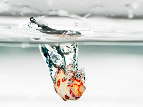 Coquille de mer tomber dans l'eau — Photo