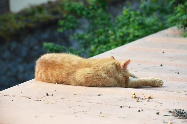 Sleeping Istanbul cat — Stock Photo, Image