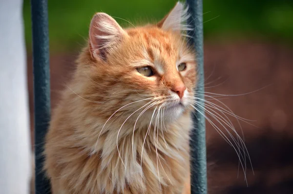 Red Istanbul cat — Stock Photo, Image