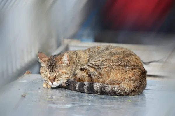 Sleeping cat in Istanbul — Stock Photo, Image