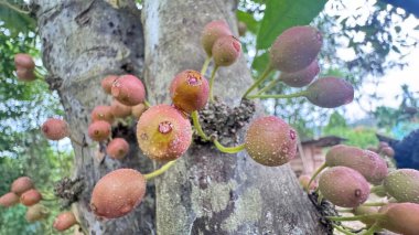 Çok güzel bir bahçede güzel bir meyve ağacı gibi görünüyor.