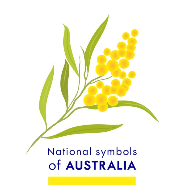 Εικονογράφηση Διάνυσμα Σύμβολο Της Αυστραλίας Eucalyptus Λουλούδι Κλαδί Δέντρο Ρεαλιστική — Διανυσματικό Αρχείο