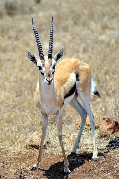 Un antílope en Tanzania . — Foto de Stock